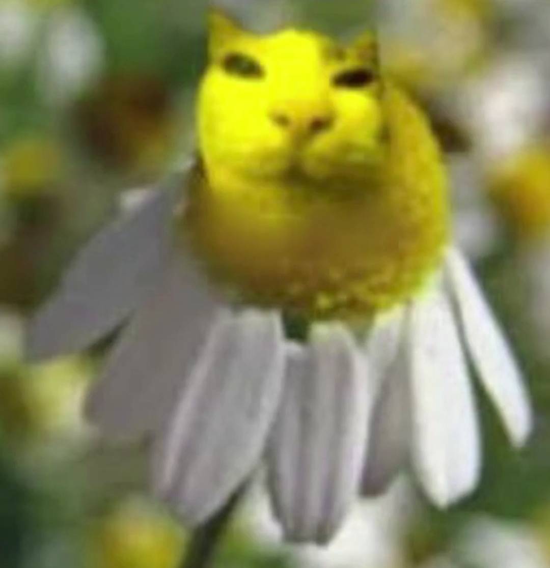 Cat on a flower